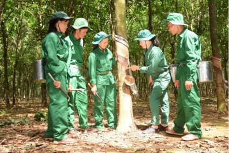 Sẵn sàng cho chặng đường mới: Hướng tới Đại hội X, nhiệm kỳ 2025 – 2030 Công đoàn Cao su Việt Nam